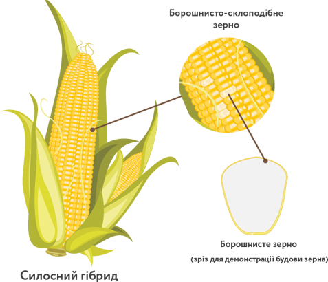 Floury Leafy Corn Silage Hybrids фото 4 Universeed