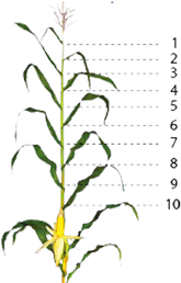 Plant Population for Leafi es фото 2 Universeed