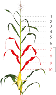 Plant Population for Leafi es фото 3 Universeed