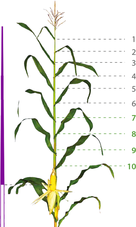 Grain vs Silage фото 1 Universeed