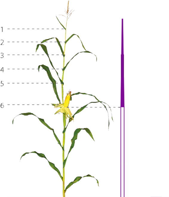 Grain vs Silage фото 2 Universeed